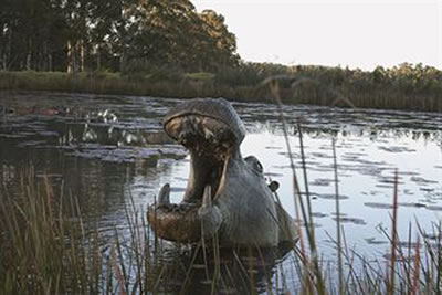 Hippo