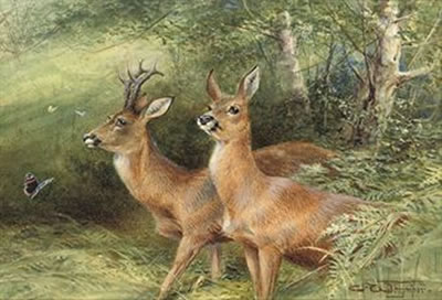 Roebuck