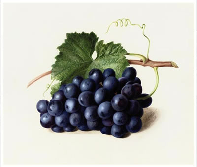 Fruit of the vine (illustrated); and Gooseberries (2)
