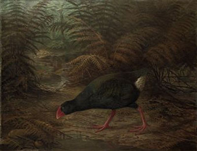 Sample artwork by Johannes Gerardus Keulemans (1842 - 1912), known for bird illustrations, lithographic plates - View similar artists and auction records