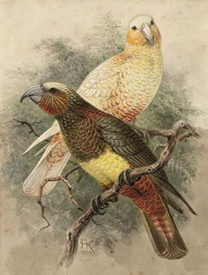 Two Kaka parrots by Johannes Gerardus Keulemans - Auction record, sale price, and art valuation. Compare with similar artists and explore comparable artworks.