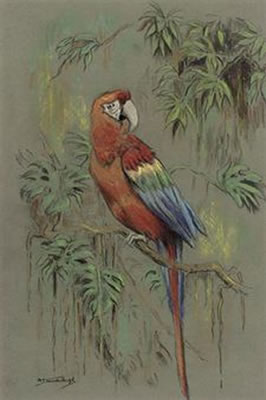 Macaw on a branch