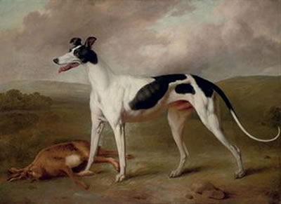 A prize greyhound in an extensive landscape