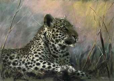 Leopard