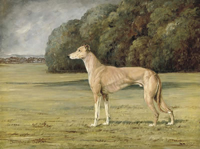 Delightful Devon, winner of the Waterloo Cup, 1939