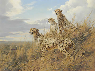 Three cheetahs