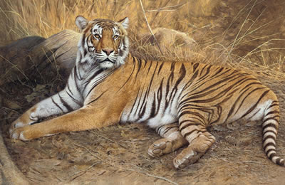 A tiger resting