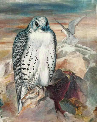 Icelandic Gyrfalcon (Falco islandicus), on a cliff top