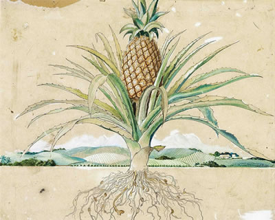 Study of a Pineapple