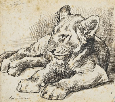 Study of a lion cub