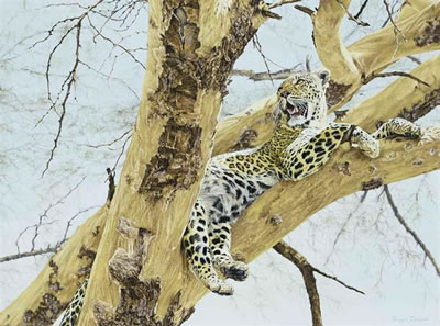 Leopard resting in a tree
