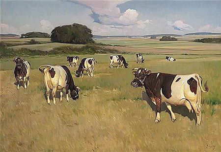 Cows grazing