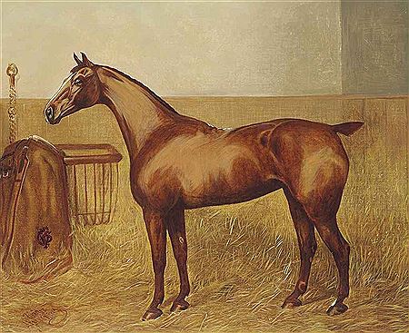 A BAY HUNTER IN A STABLE