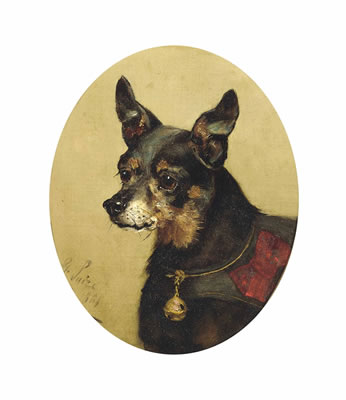 A high maintenance chihuahua