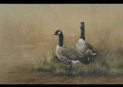 Canadian geese on the banks of a river