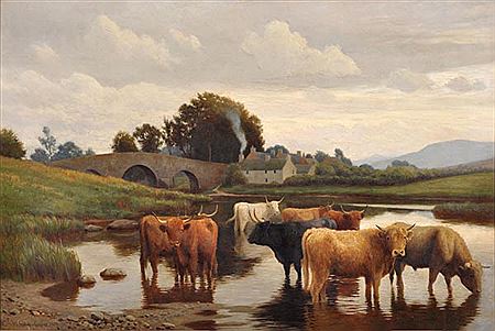 Highland cattle watering