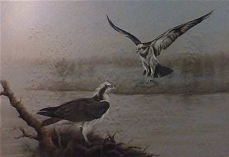Study of Osprey by John Naylor - Auction record, sale price, and art valuation. Compare with similar artists and explore comparable artworks.