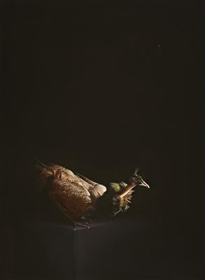 PEAHEN, 2008