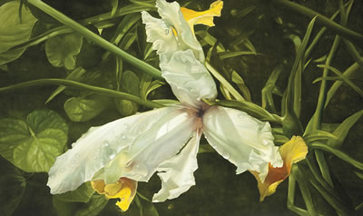 Iris