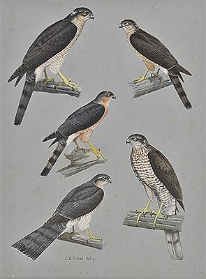European Sparrow Hawks