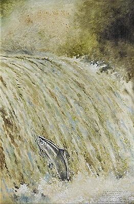 Leaping salmon at Evans Weir, Tavistock