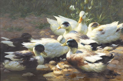 Enten am Teich in der Sonne