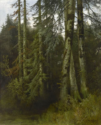 Waldinneres mit Fichten