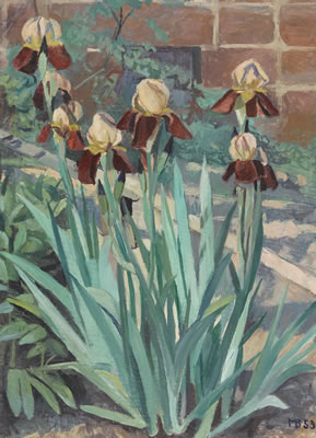 Schwertlilien im Garten