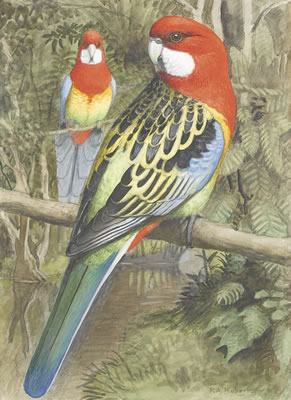 Zwei Rosella-Sittiche.