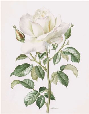 Weisse Rose by Anne Marie Trechslin - Auction record, sale price, and art valuation. Compare with similar artists and explore comparable artworks.