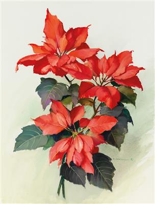 Weihnachtsstern