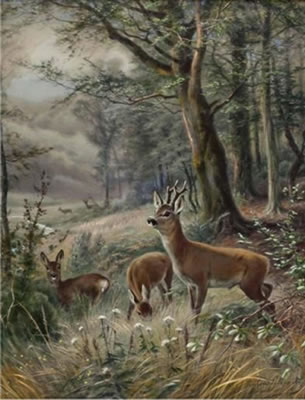 Rotwild in der Waldlichtung