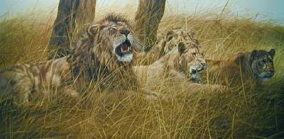 Serengeti Mid-Day