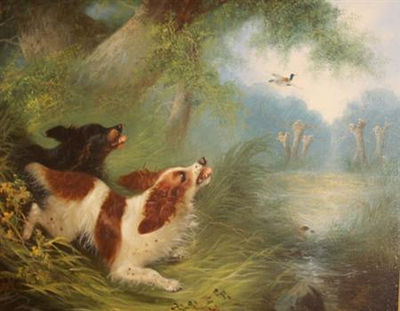 SPANIELS FLUSHING MALLARD