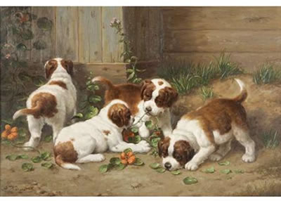 Curious Saint Bernard Pups