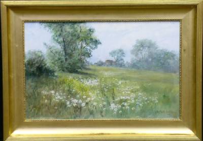 Field of daisies