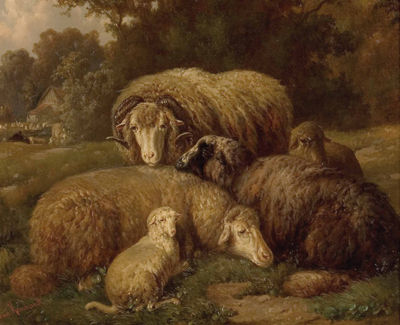 "Schafe auf Weide"