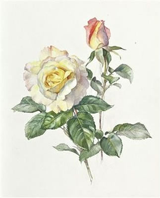 Gelbe Rose mit Knospe