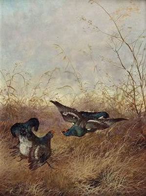 Kämpfende Birkhähne