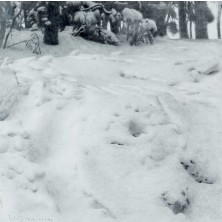 "Paisaje nevado"