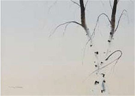 Silver birches