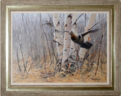 Ruffed Grouse Among Birch Trees