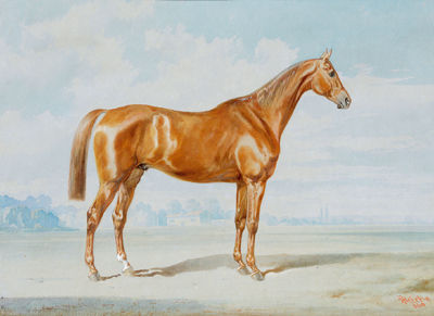Reitpferd (Brauner) in einer Landschaft
