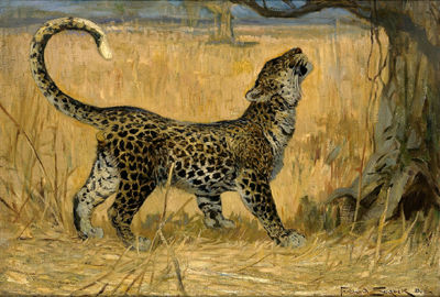 Leopard