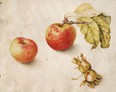 Stillleben mit Äpfeln und Nüssen/Natura morta con mele e noci by Giovanna Garzoni - Auction record, sale price, and art valuation. Compare with similar artists and explore comparable artworks.