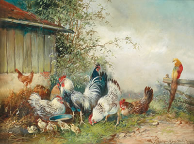 Hens and a Peacock