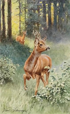 Chamoises, roebucks, stags, three pieces