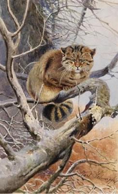 Wildcat, wild dog, lynx, three pieces