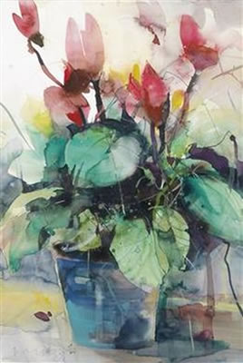 Cyclamen