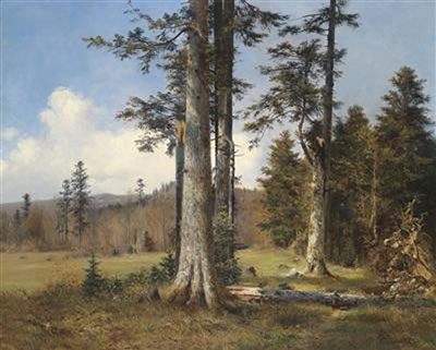 View of a Forest Clearing